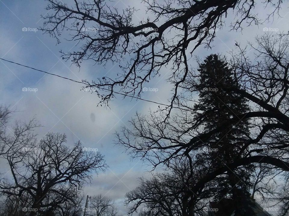 ,trees,cold,grey,winter blue