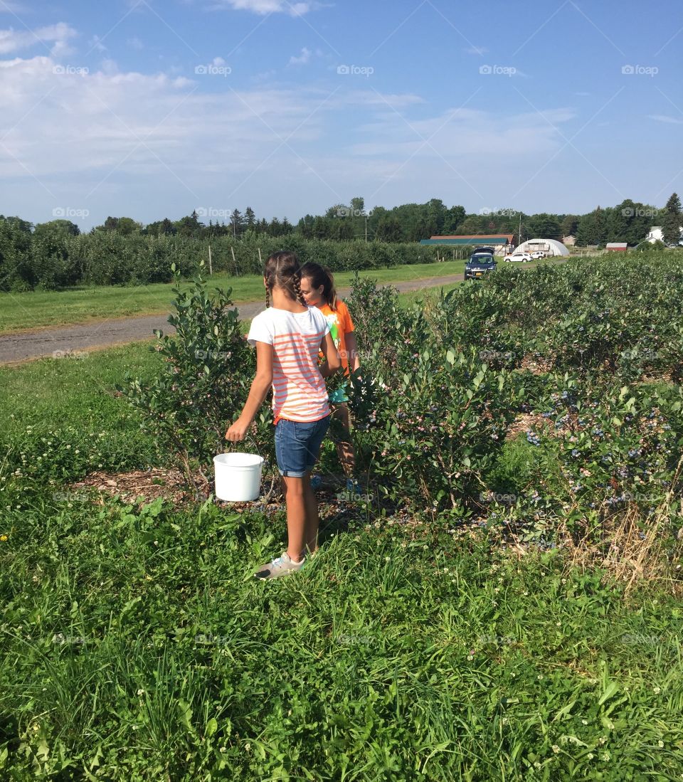 Picking blueberries 