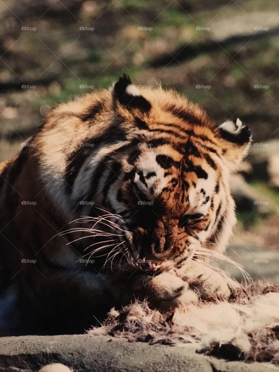 Tiger at Bronx Zoo