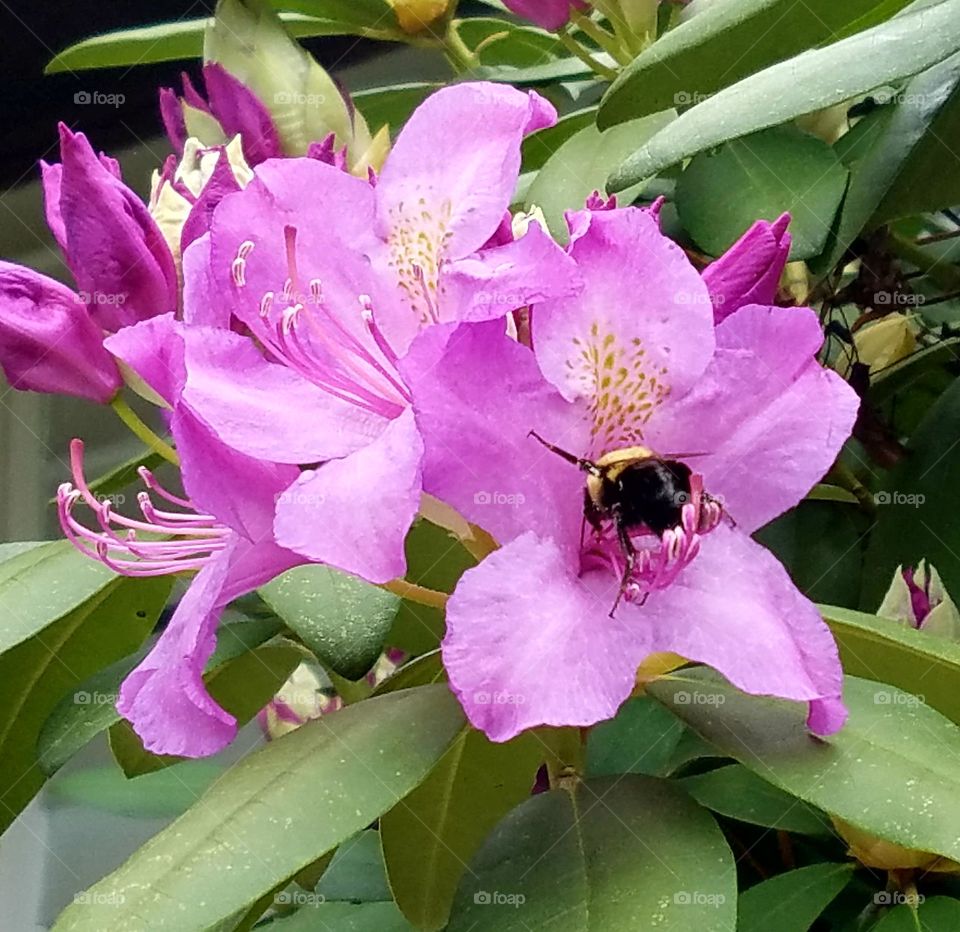 bumble bee collecting nectar from Rhodroden bush