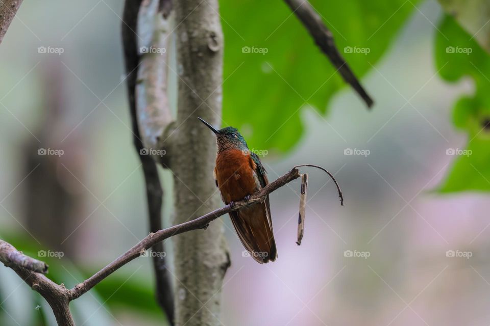 Hummingbird 