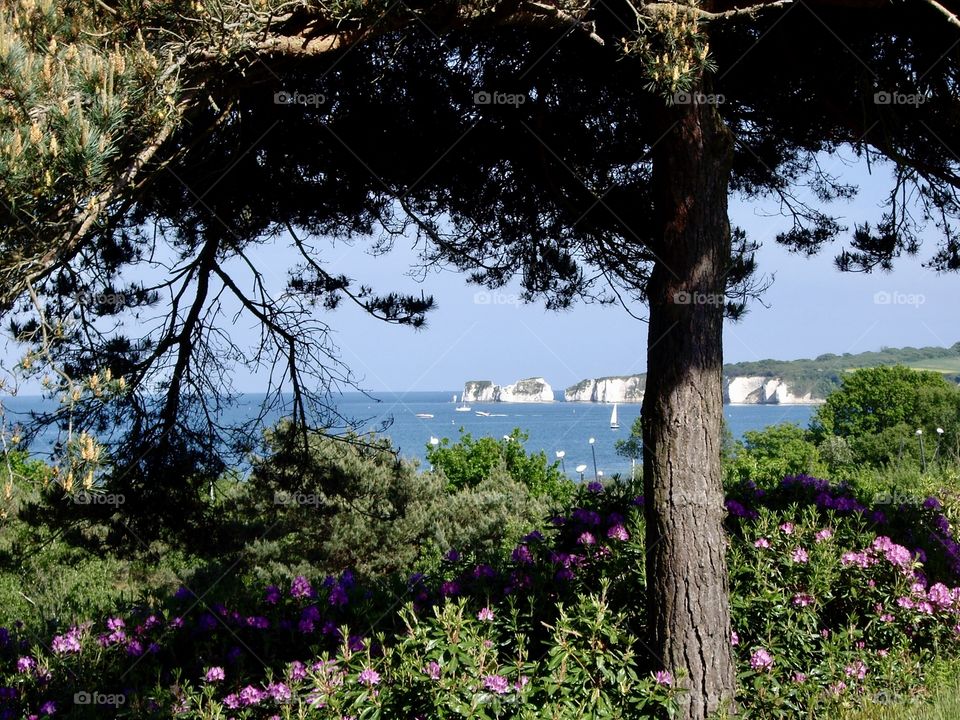 View of Old Harry Rocks from Knoll House Hotel garden, Studland Bay, Dorset, England
