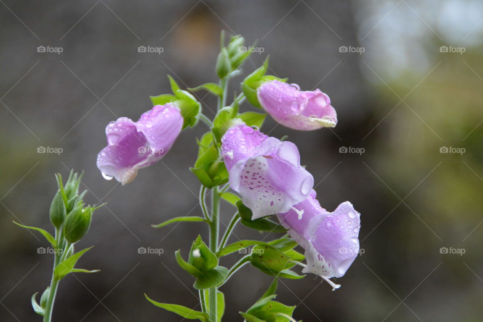 Blooming in november. I find this beauty in the wood, when everything around was frozen.  still blooming.