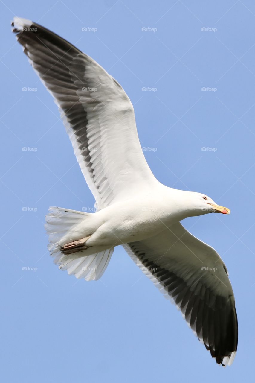 Seagull 