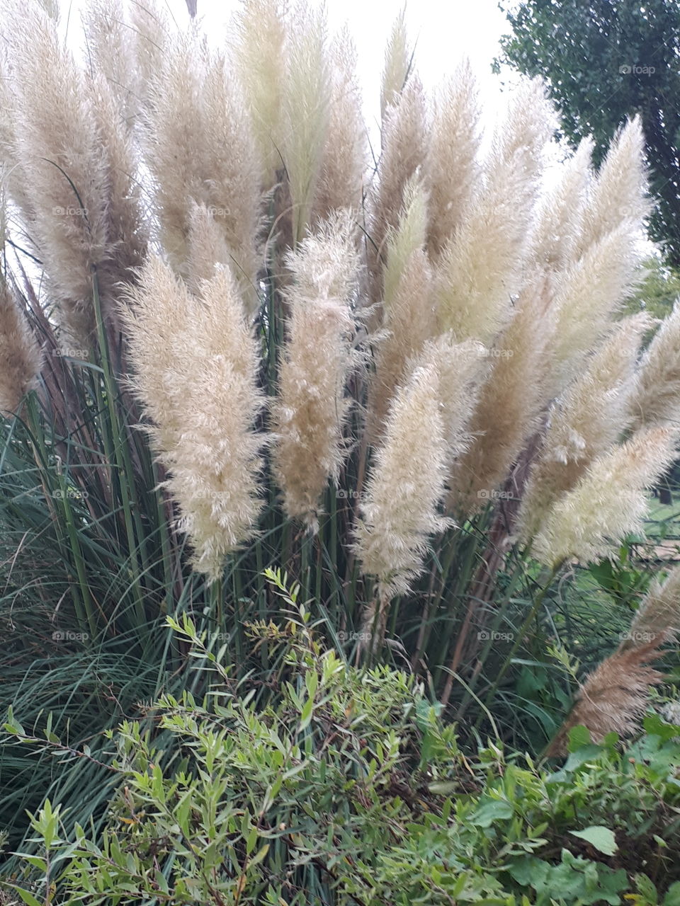 Nature, Flora, Summer, No Person, Grass