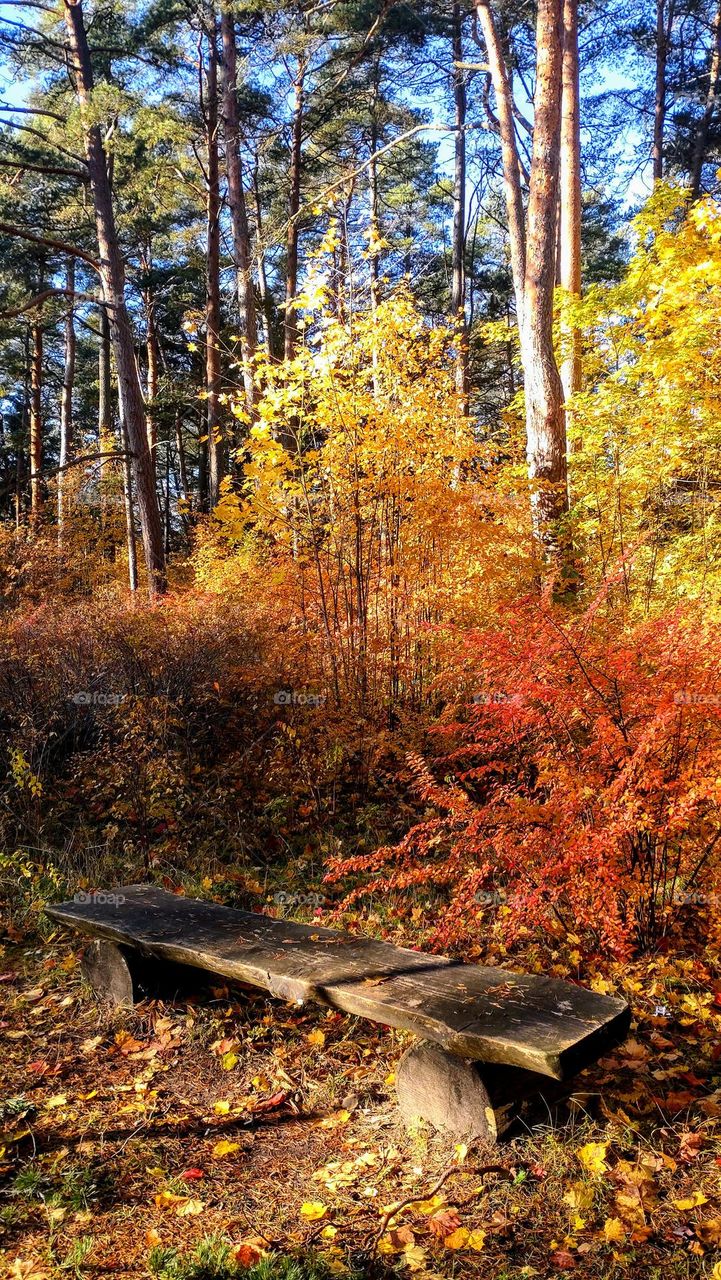 Welcome to the autumn 🍁🍂 Nature 🍁🍂 Outdoor 🍁🍂