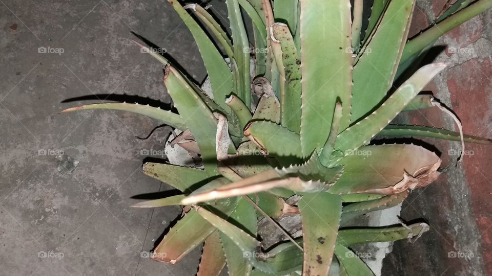 Cactus, Succulent, Agave, Aloe, Desert