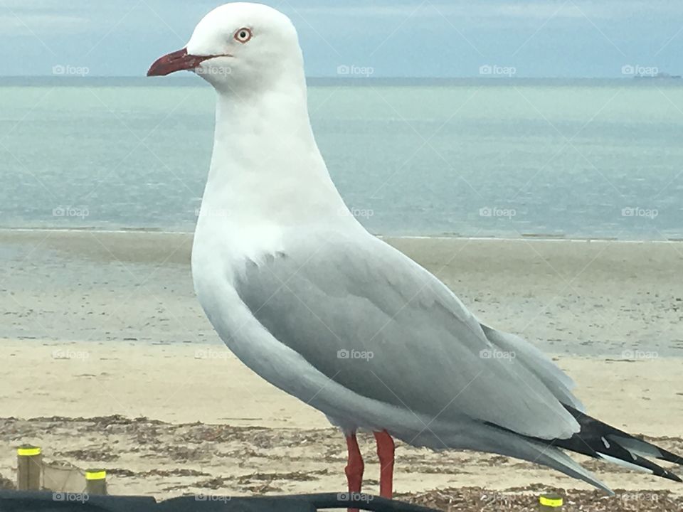 Seagull closeup at the ocean 