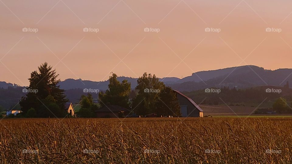 sunset on an Oregon wheat farm