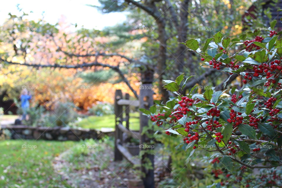 Tree, Nature, Leaf, Flora, Garden