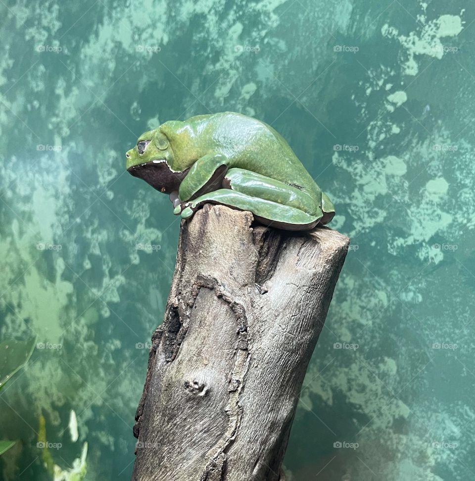 Frog on a tree