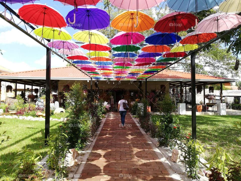 Libélula, San Pedro Sula, Honduras