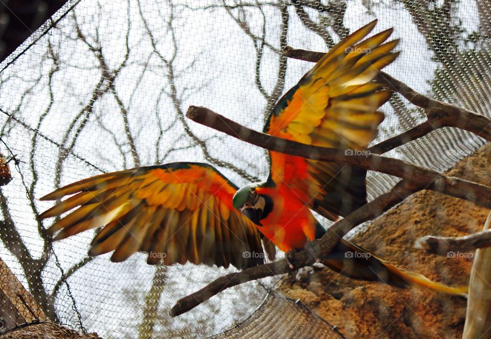 Parrot with Spread Wings