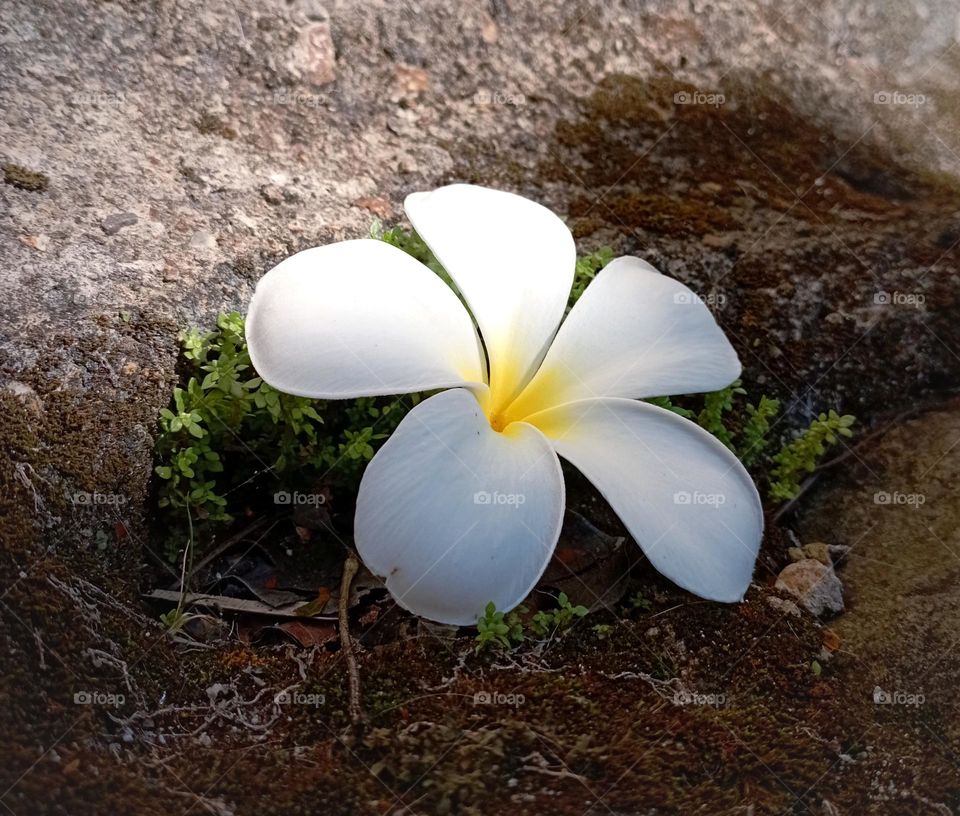 Fallen white frangipani on forest floor...