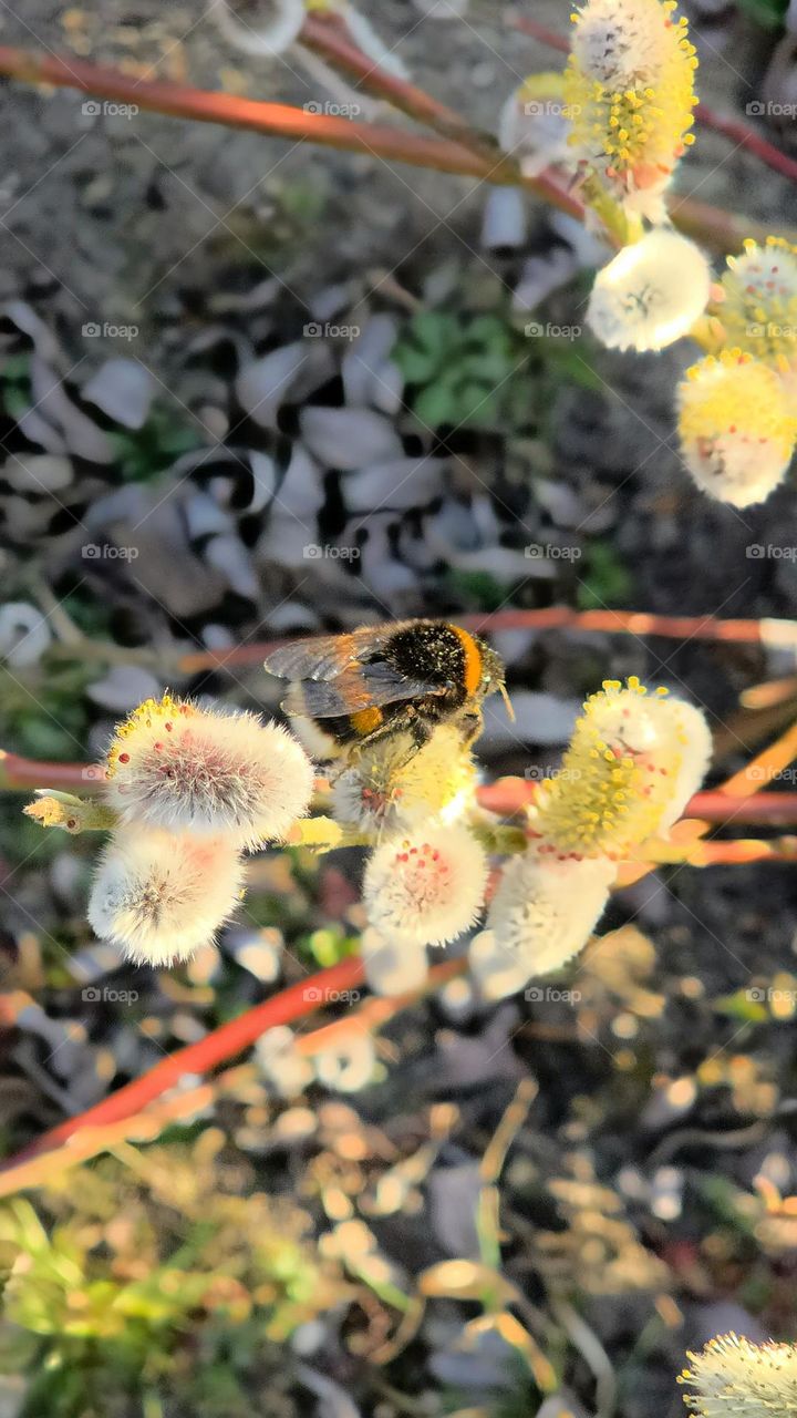 little bee