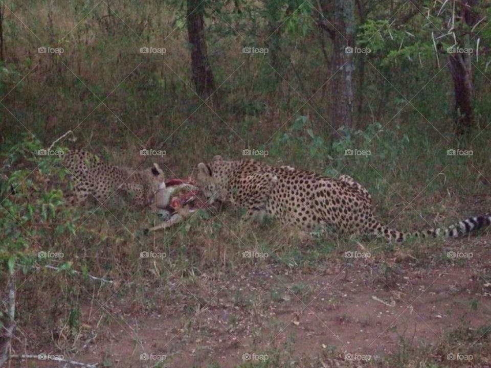 Cheetah family . Safari at Kruger in South Africa 