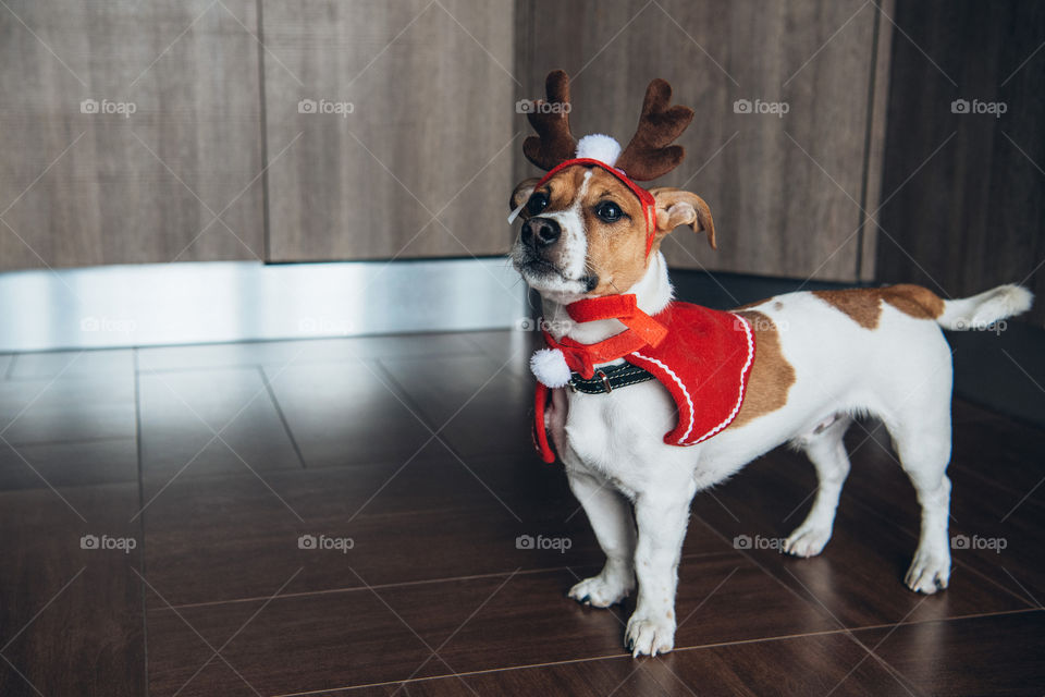 Dog in costume