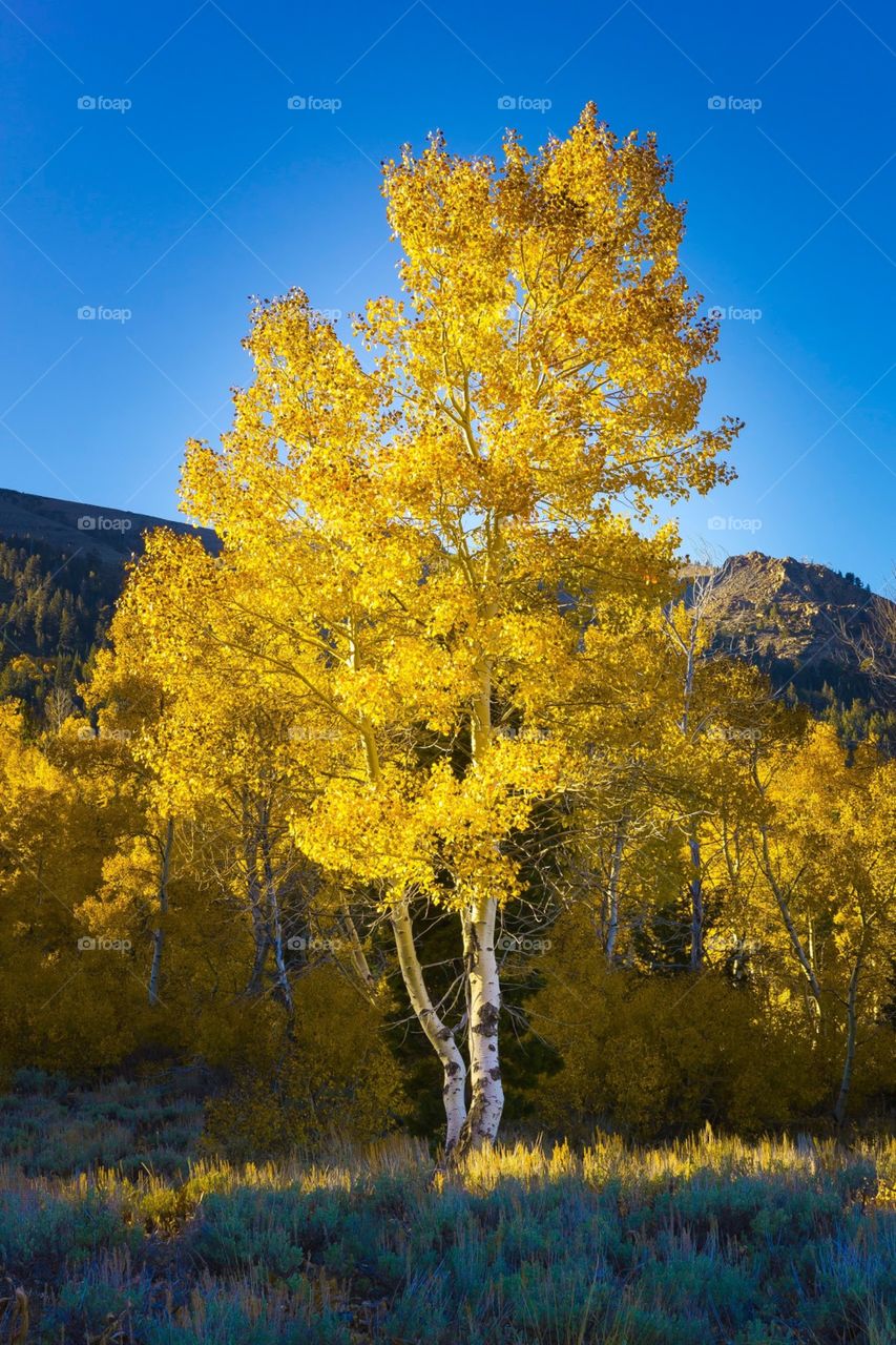Fall Colors of Aspen Tree in Lake Tahoe 