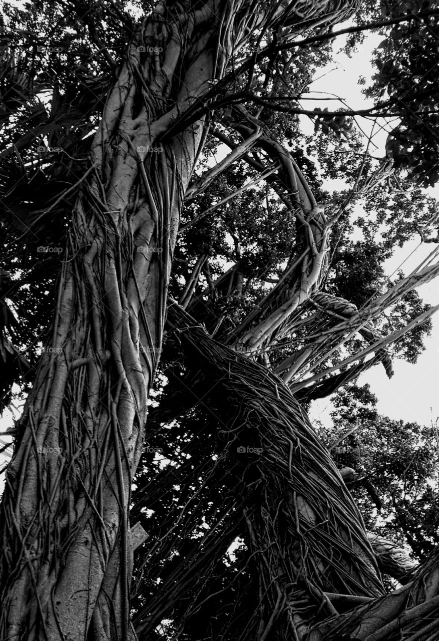 black and white tree