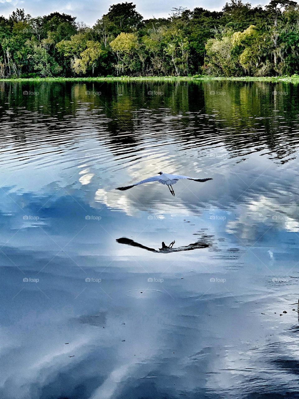 Vanity ... Egret in the mirror of water
