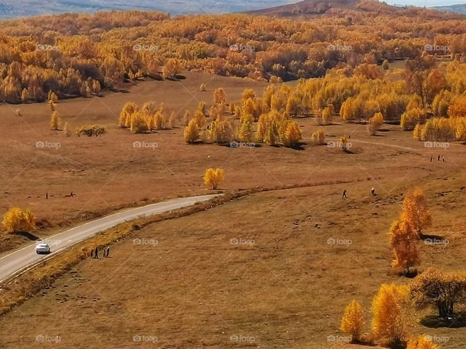 Very beautiful fall in Xinjiang of China 