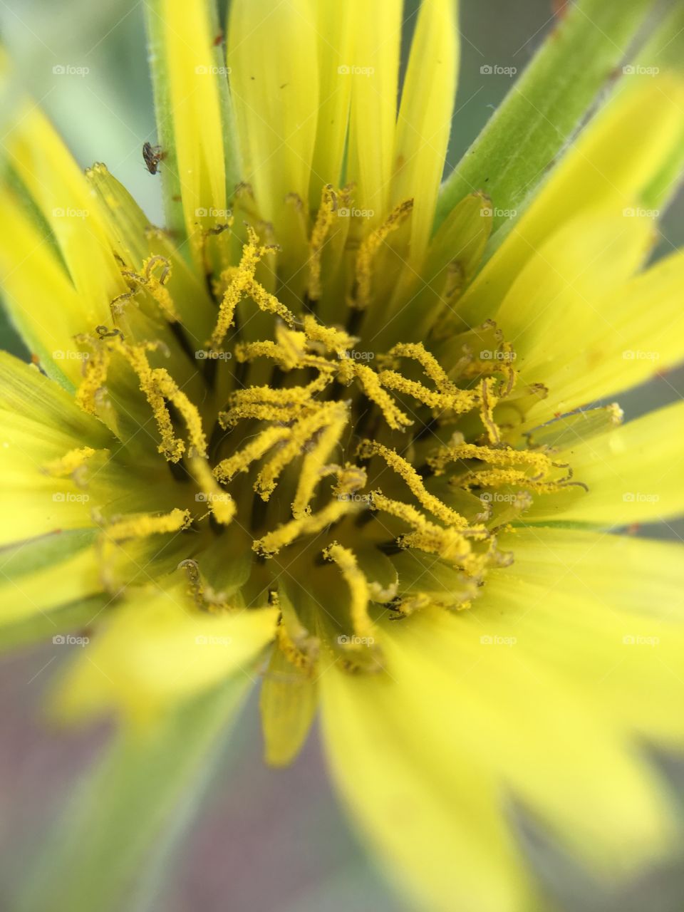 Yellow flower