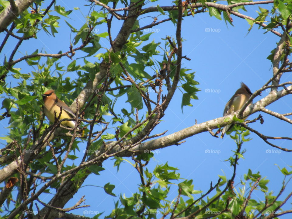 Cedar Waxwings