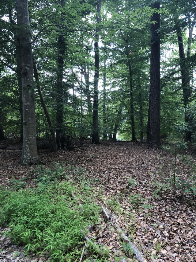 Into the woods