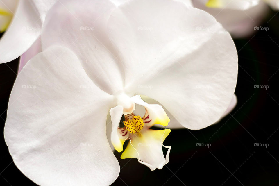 Beautiful Orchid