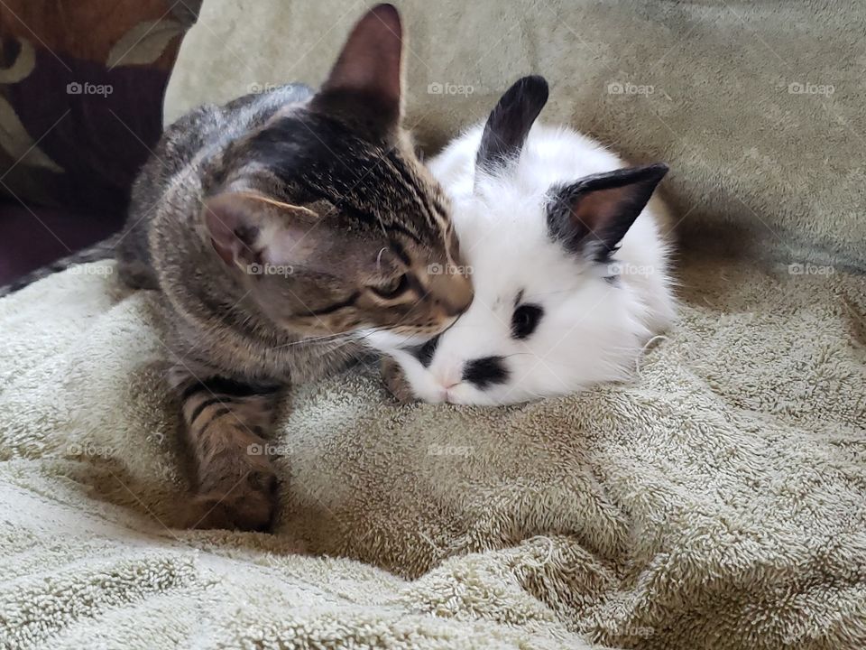 cat and rabbit