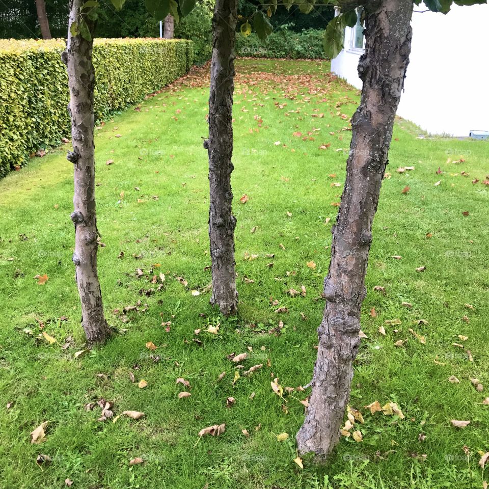Tree small trees standing on lawn