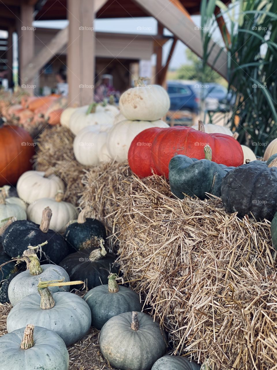 Pumpkin farm