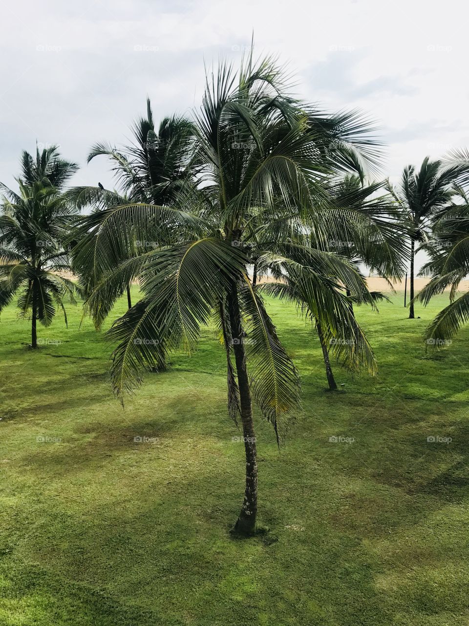 Coconut trees 🌴