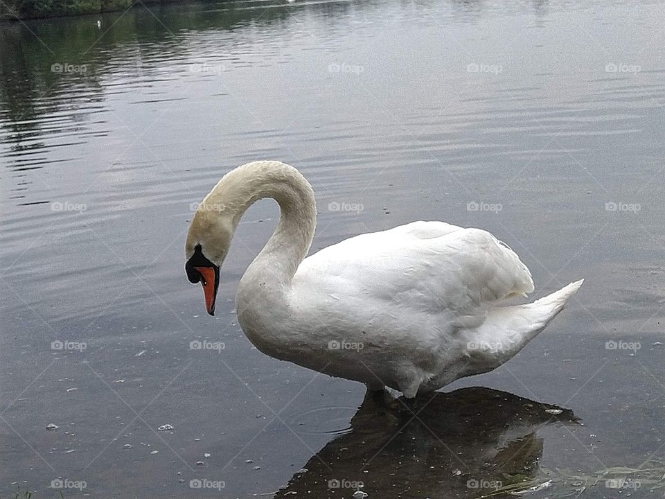 swan