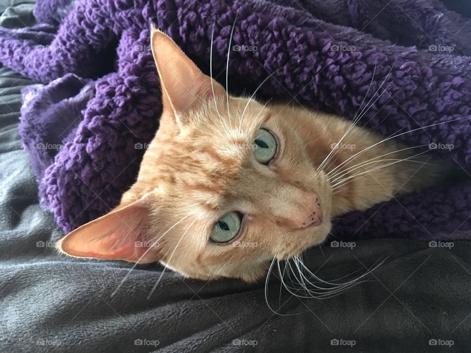 Ginger kitty laying in a soft purple blanket 