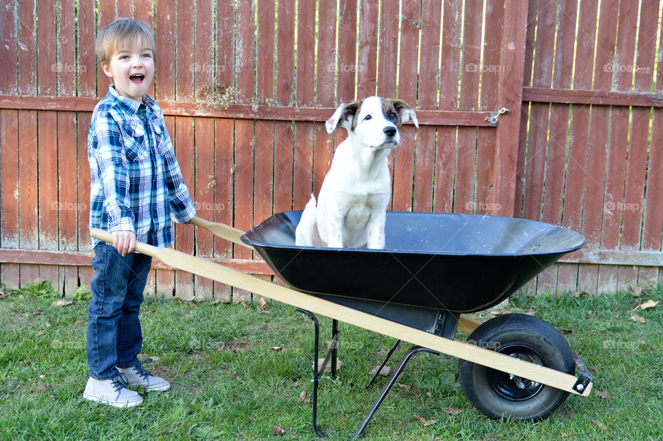 Young boy pushing his mixed breed puppy in a wheelbarrow outdoors