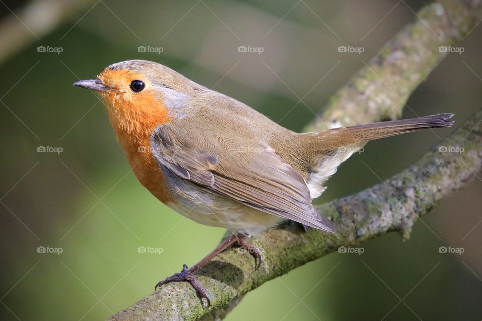 Robin
