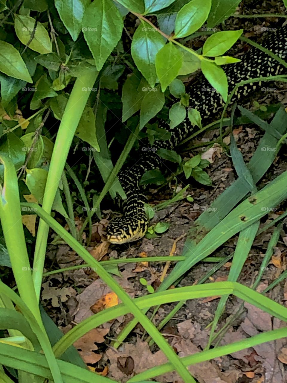 The snake on the garden 