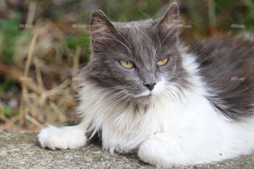 White and gray cat - Animal portrait