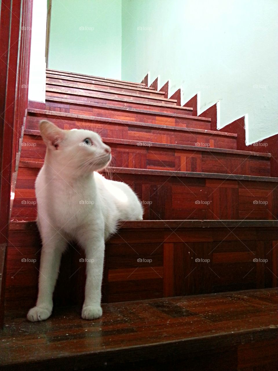 Cat on Stairs