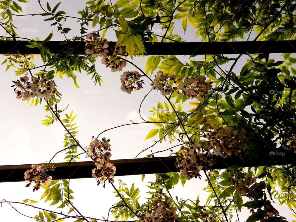 gorgeous wisteria