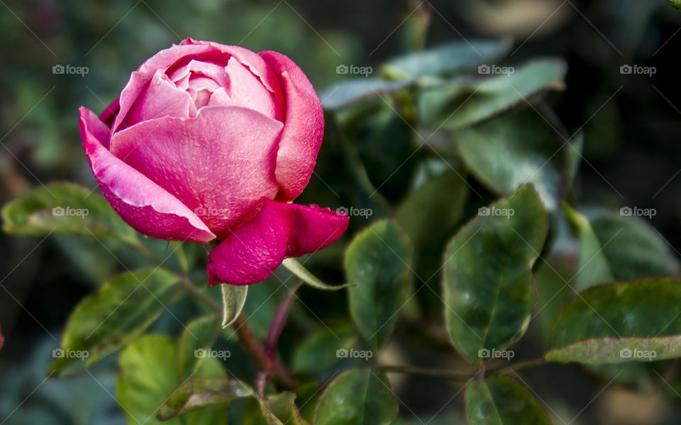 A Single Beautiful Red Rose