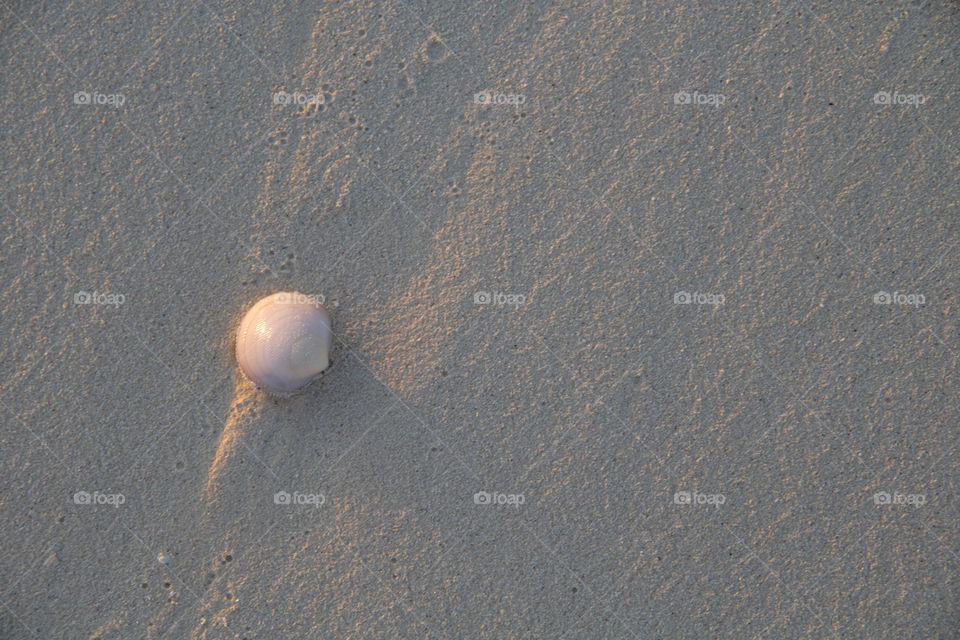 Seashell in the sunrise