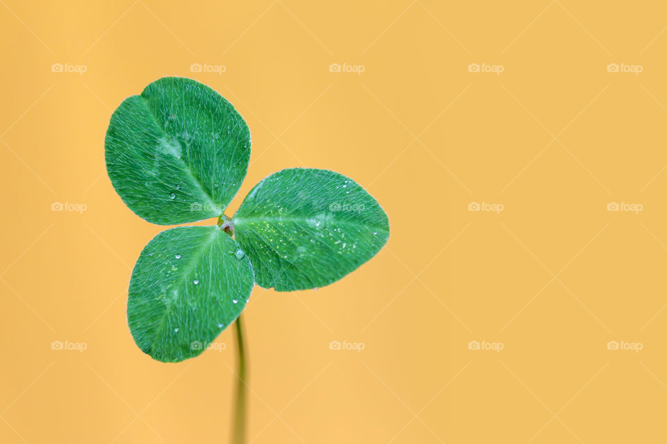 Three leaf clover on yellow background, closeup