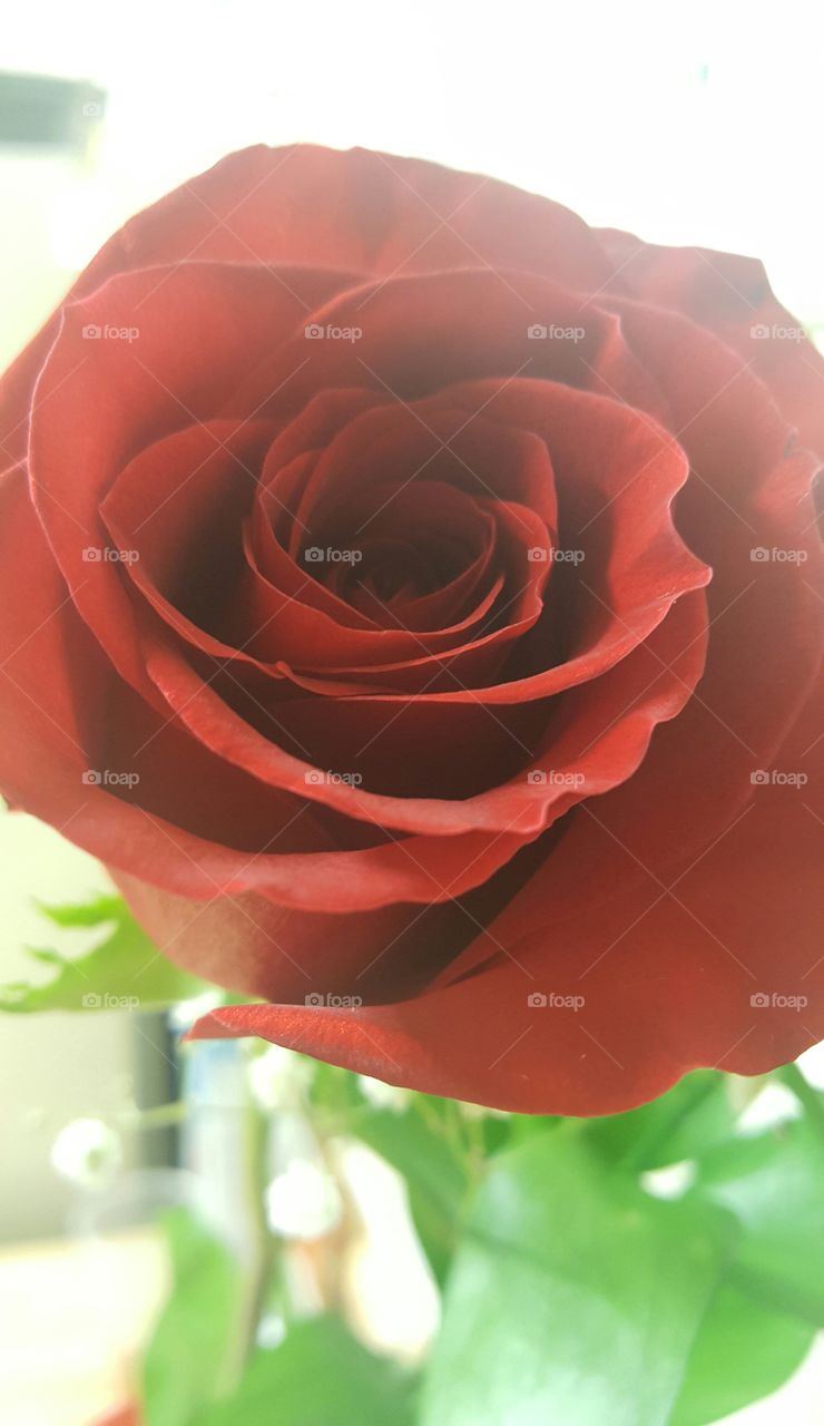 Rose For Love