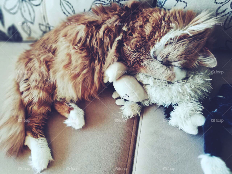 Ginger cat sleeping with him toys