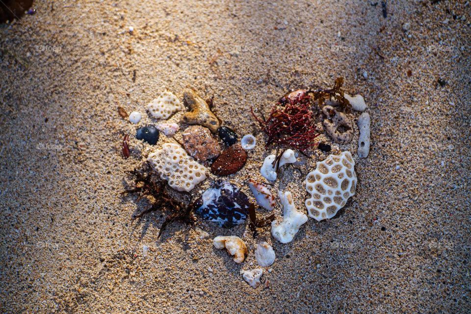 sea shells formed in a shape of heart