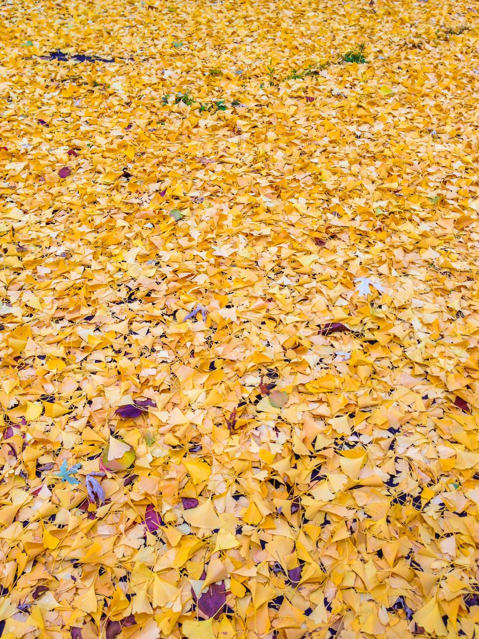 Ginkgo biloba leaves