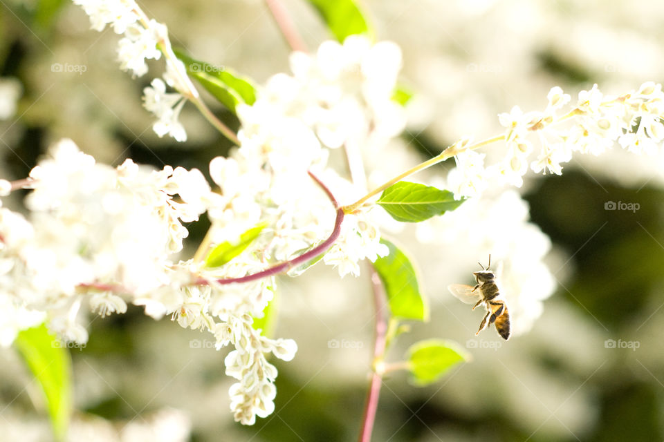 A honeybee hovers in front of white flowers.