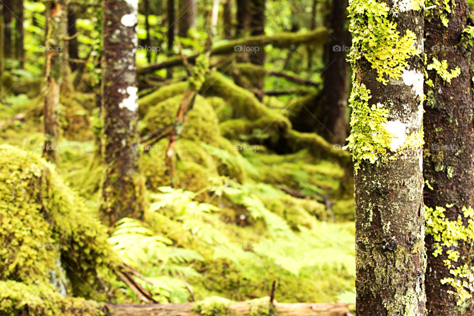 Into de woods. This photo was taken in a trail in Alaska, USA 